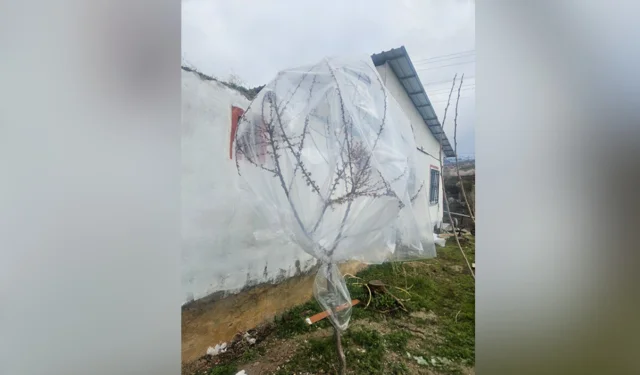 Kayısı üreticileri ağaçları naylonla sardı