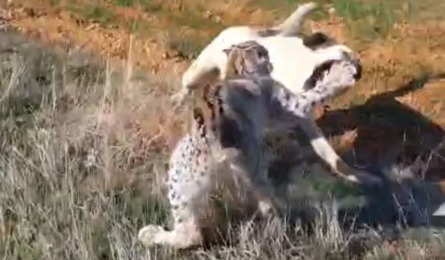 Malatya’da nadir görülen vaşak köpekle kavga etti!