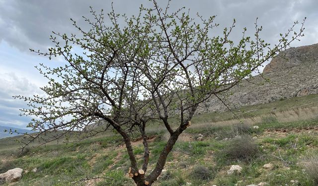 Doğada kendiliğinden yetişiyordu, şimdi altın değerinde: Malatya'da büyük seferberlik!