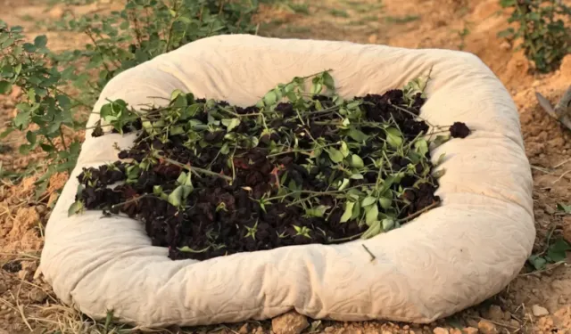 Dünyada sadece orada yetişiyor: Tescilli karagül için hasat zamanı