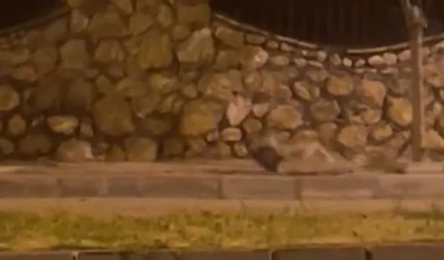 Elazığ’da bu kadar da olmaz dedirten anlar yaşandı! Yakaladığı tavuğu sürükleyerek götürdü