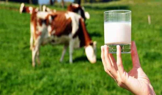 Malatya mutfağını yakından ilgilendiriyor: Et ve süt üretiminde korkutan tablo!
