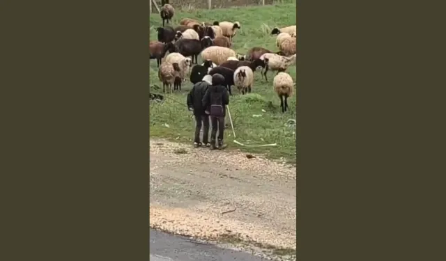 Milyonlar bu görüntüleri konuşuyor! Küçük çobanların türkü ve halay şovu sosyal medyayı salladı