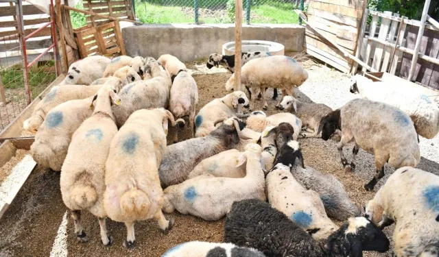 Yeşilyurt'ta kurban kesim yerleri belli oldu: 2026