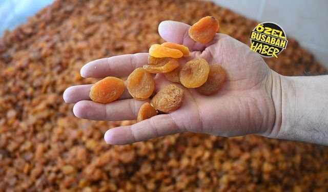 Bu sezon Malatya kayısısında dengeler tamamen değişecek! Fiyatlar ne kadar olacak?