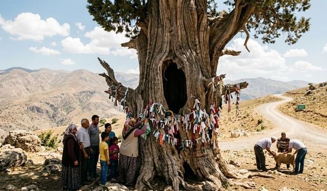 Malatya’da asırlık gizem: Kovuğunda sırlar barındıran tarihi Boz Ardıç Ağacı