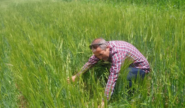 Malatya’da hububat tarlalarında kritik denetim