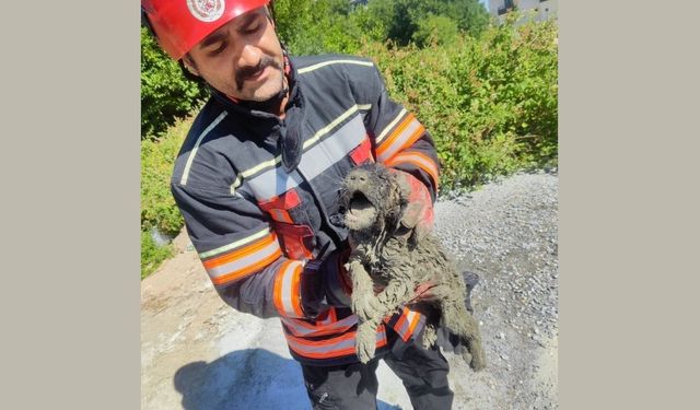 Beton mikserinin içine döktüğü betonda mahsur kalan köpek itfaiye ekiplerince kurtarıldı