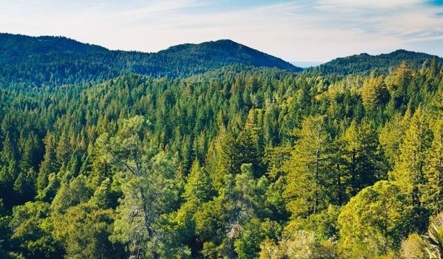 Görenler tanıyamayacak! Malatya'daki enkaz döküm alanı “Orman Park” oluyor