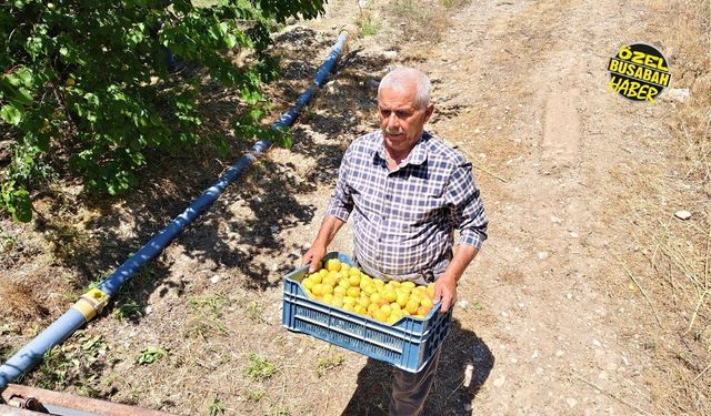Malatya kayısı fiyatlarında tepki büyüyor! "Çiftçinin alın terini beleşe yem ettirmeyeceğiz!"