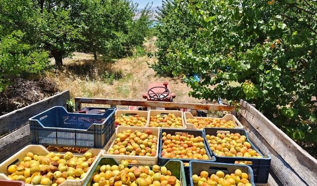 Malatya meyve halinde şok eden fiyat eşitliği! Malatya kayısısı nasıl olur da Iğdır kayısısı ile aynı fiyata satılır?