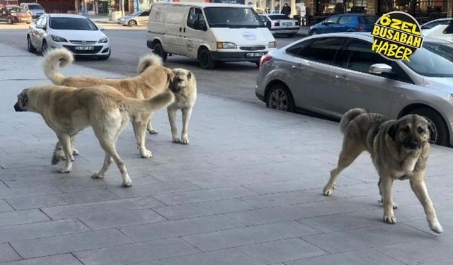 Tecde Mahallesi’nin korkulu rüyası: Hava kararınca geliyorlar, bırakıp kaçıyorlar