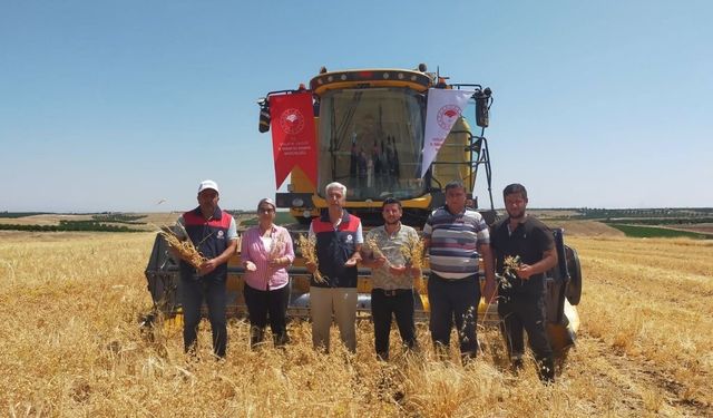 Yeşilyurt’ta nohut hasadı başladı: Malatya’da 500 ton rekolte bekleniyor!
