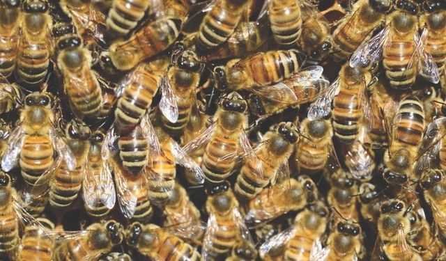 Bir kavanoz bal için 88 bin kilometre: Bal arılarının bilinmeyen dünyası