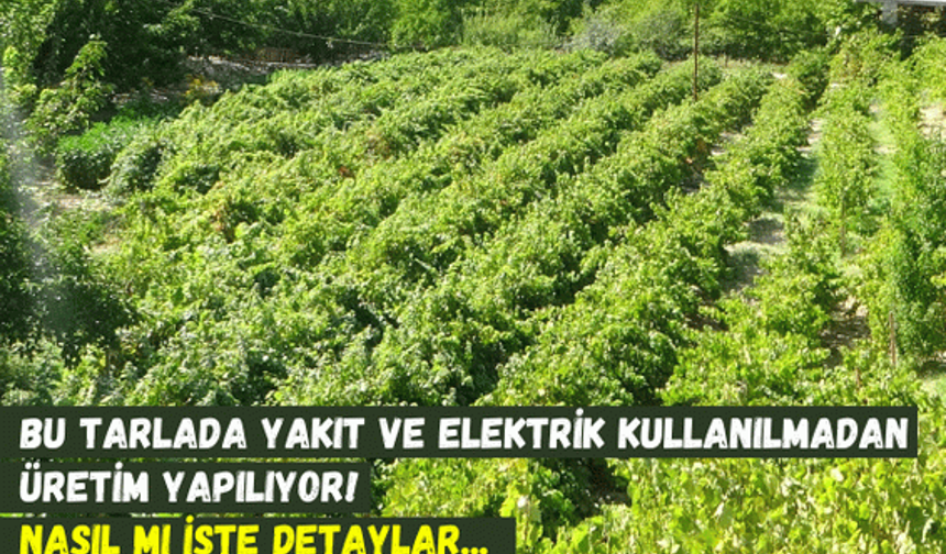Bu tarlada yakıt ve elektrik kullanılmadan üretim yapılıyor! Nasıl mı işte detaylar...