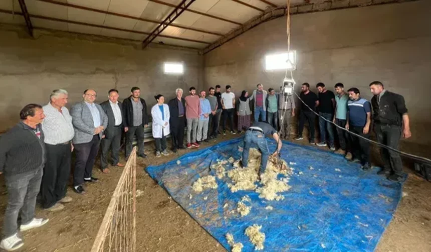 Malatya'da koyun kırkım sezonu açıldı