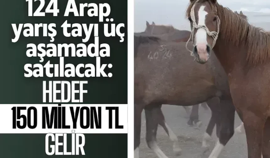 124 Arap yarış tayı üç aşamada satılacak: Hedef 150 milyon TL gelir