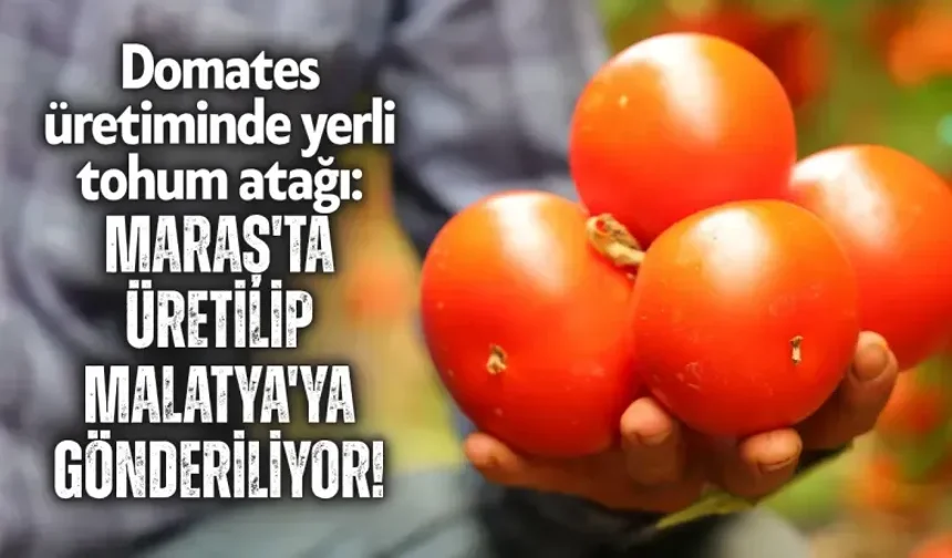 Domates üretiminde yerli tohum atağı: Maraş'ta üretilip Malatya'ya gönderiliyor!