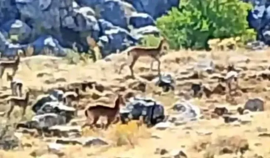 Akçadağ’ın davetsiz misafirleri kameraya yakalandı!