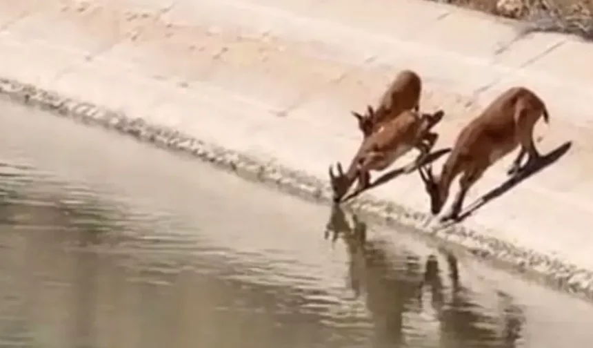 Yaban keçileri su içerken kameralara yakalandı