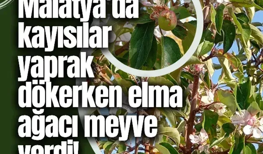 Malatya’da kayısılar yaprak dökerken elma ağacı meyve verdi!