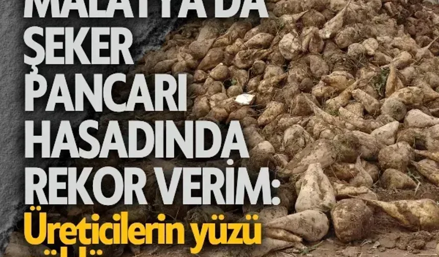 Malatya'da şeker pancarı hasadında rekor verim: Üreticilerin yüzü güldü