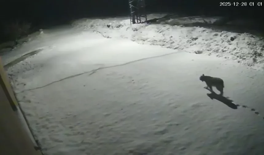 Nesli tükenme tehlikesi altında olan o hayvan Hekimhan’da görüldü