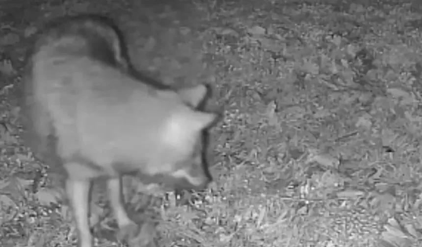 Terkos Gölü’nde doğal hayat sürprizi: Kurt kameraya takıldı