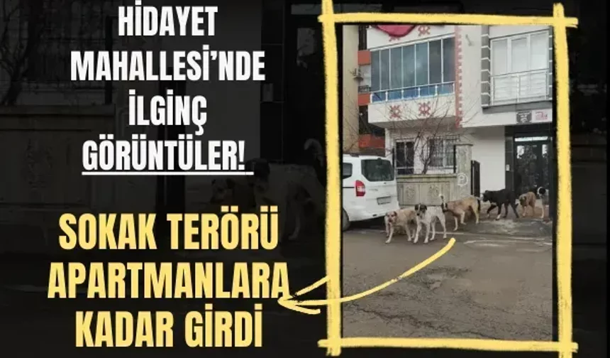 Hidayet Mahallesi’nde ilginç görüntüler! Sokak terörü apartmanlara kadar girdi