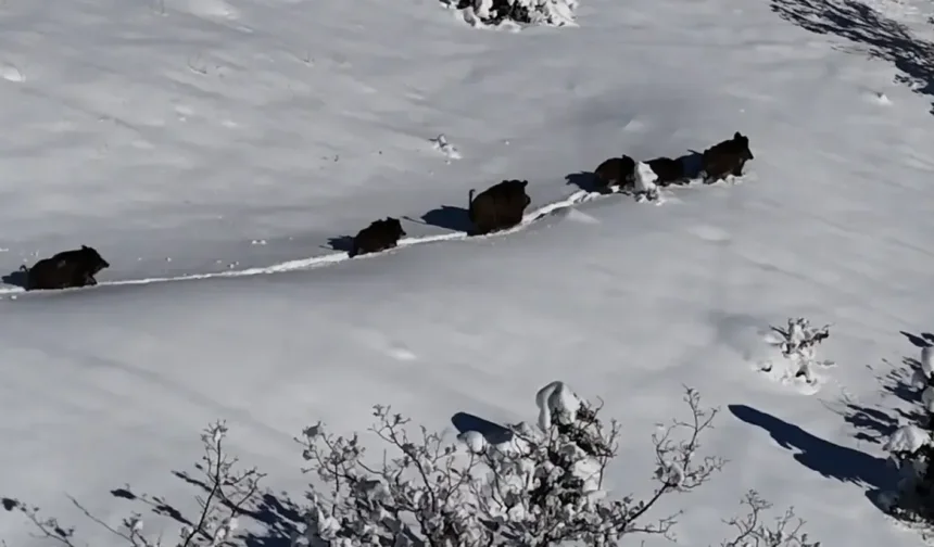 Domuz sürüsü havadan görüntülendi!