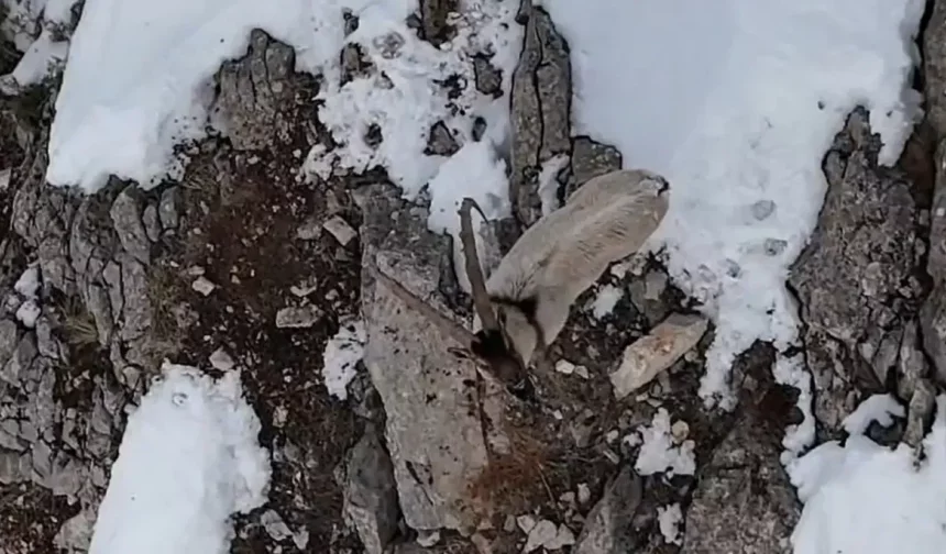 Koruma altındaki keçiler 60 santim karda!