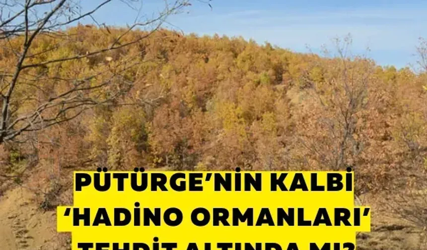 Pütürge’nin kalbi ‘Hadino Ormanları’ tehdit altında mı?