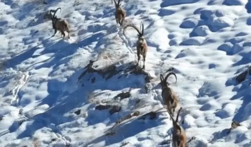 Elbistan'da yaban keçileri görüntülendi