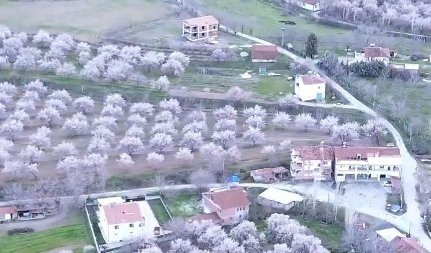 Battalgazi’de kayısı çiçekleri açtı: İlçe beyaza büründü