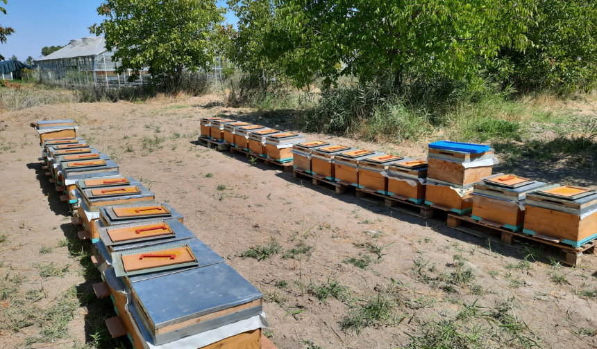 Malatya’da arı sütü devrimi