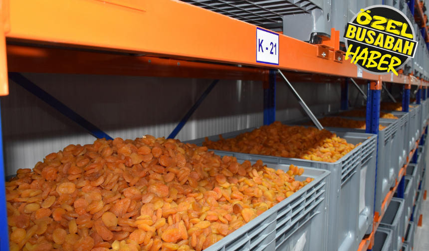 Malatya kayısısının en büyük alıcısı belli oldu: Zirvede ABD var