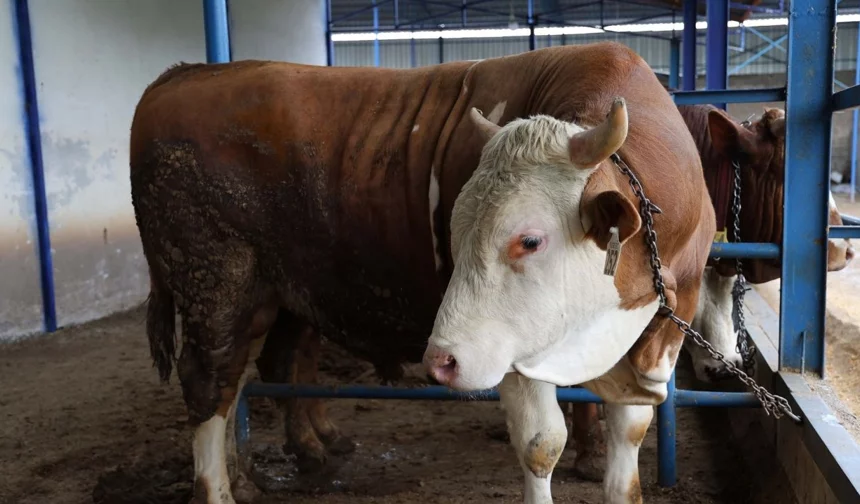 2026 kurbanlık fiyatları ne kadar?