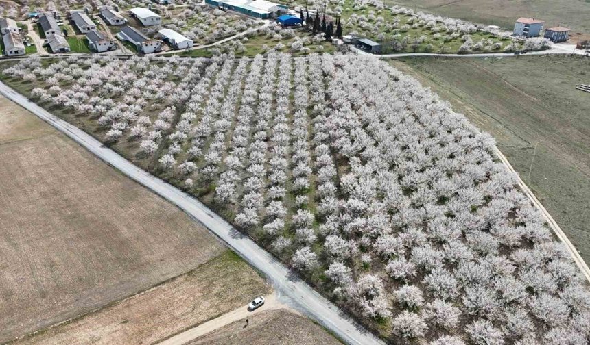 Kayısıda kritik bekleyiş: Mayıs ortasına dikkat!