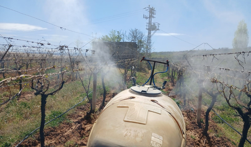 Kayısı bahçelerinde büyük tehlike: Kayısı üreticisi ilaç atamıyor