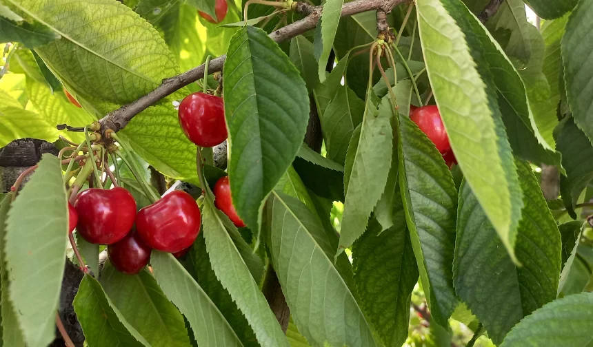 Yeşilyurt’ta şok karar: Kiraz Festivali iptal edildi