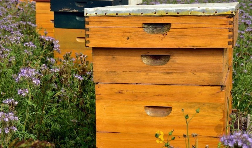 Yağış hem kayısı hem de bal üretimini vurdu | Kayısıcılar gibi arıcılar da endişeli