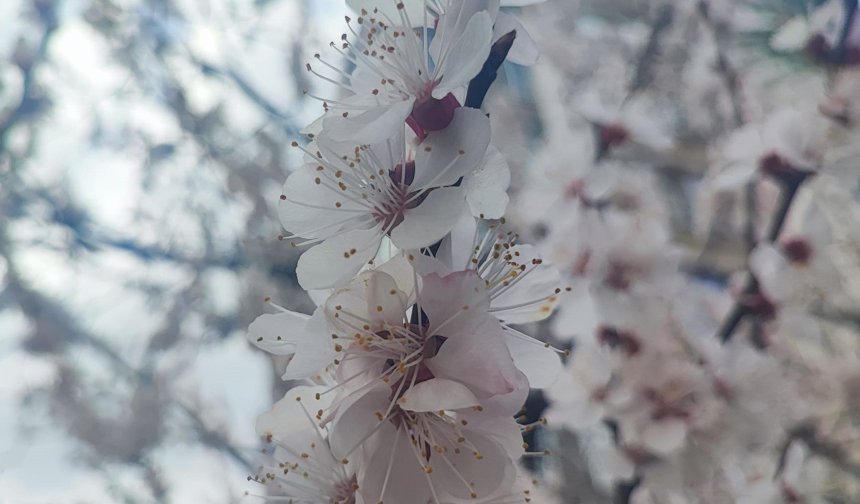 Kayısıda korkutan tablo: Çiçeklerin yüzde 90’ı boş