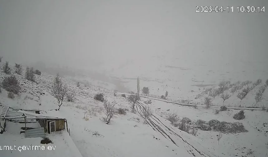 Akçadağ’da korku dolu gece: Kurt sürüsü köye indi!