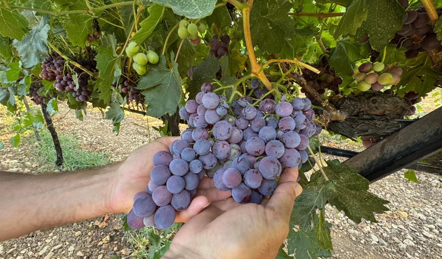 “Arapgir üzümü rekolte ve kalite düşüşüyle imtihan ediliyor”