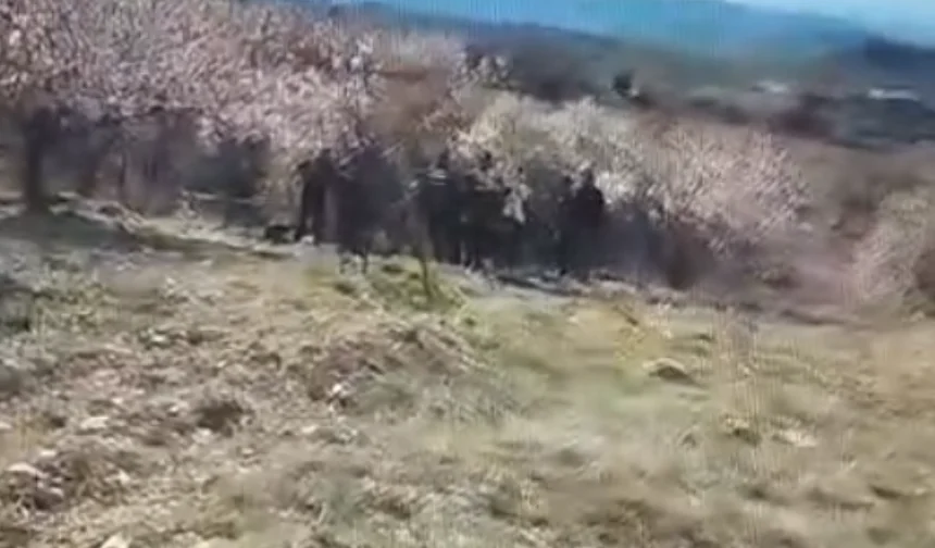 Baskil’de kayısı bahçesine bomba düştü