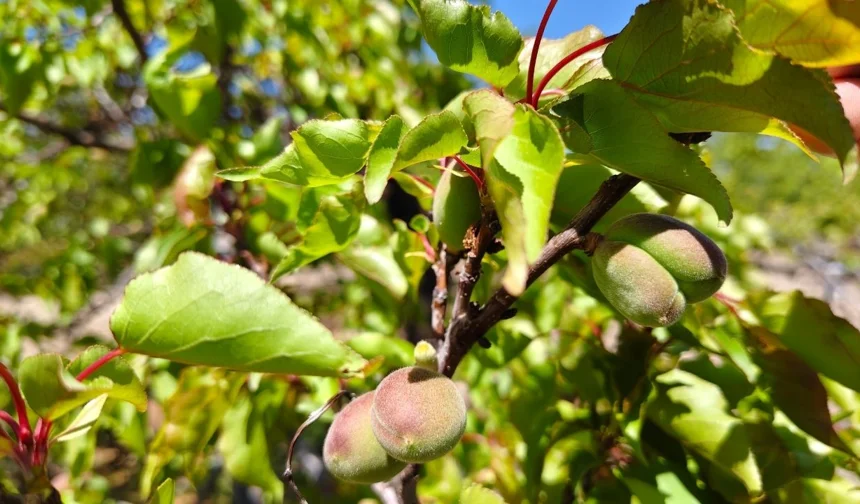 Dalında saklı mucize: Malatya’da çağla zamanı başladı