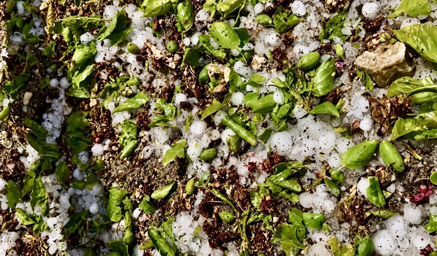 Darende’de dolu kabusu: Kayısı çağlaları yerle bir oldu!