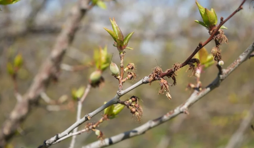 Don vurdu, umut kaldı: Malatya’ya kayısı geri döndü