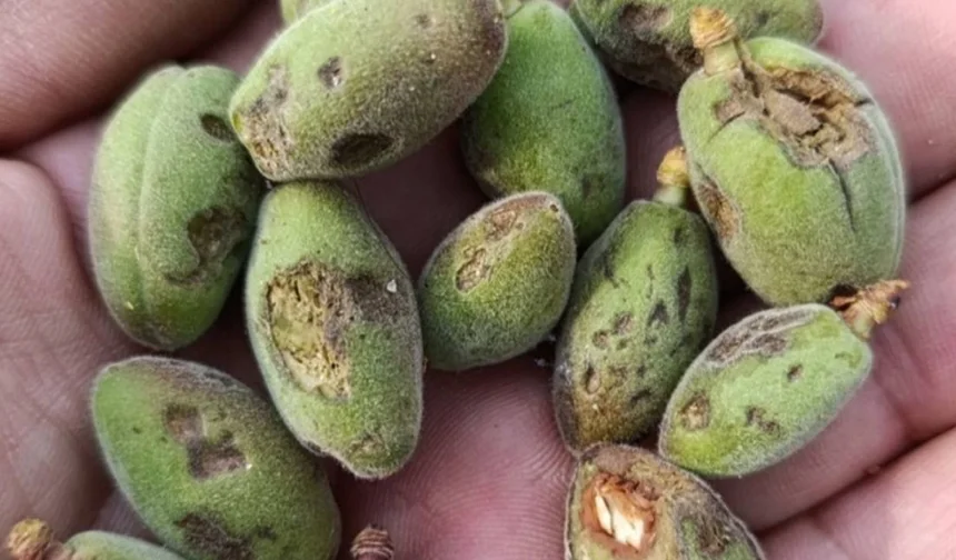 Dondan kurtuldu doluya yakalandı! Kayısıda yüzde 40 hasar