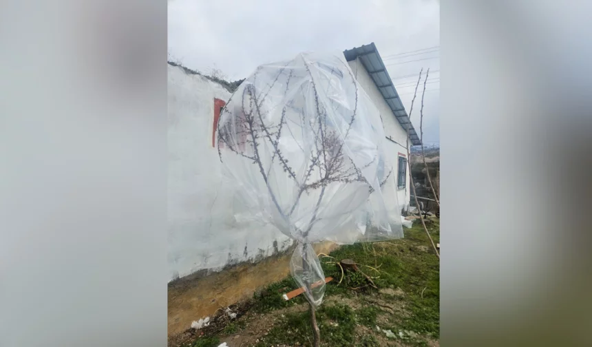 Kayısı üreticileri ağaçları naylonla sardı